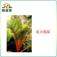 【綠藝家】A41.紅火焰菜種子100顆 (紅柄菾菜、紅火焰菜、君達菜、甜菜)