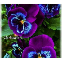 ANGGREK DENDROBIUM PURPEL BLACK-sudah Spike/Knop-dendrobium-ANGGREK