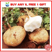 5bj benih Sengkuang / Sweet Turnip / Jicama seed.