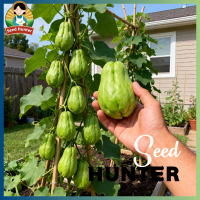 High Yield Chayote benih sayuran unggul (30biji)benih labu siam kualitas super siap tanam