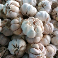 Bawang putih Sinco , bawang putih, sinco, bumbu dapur Garlic