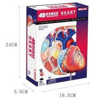 4d Heart Human Anatomy Model Skelekon Medical Teaching Aidpuzzle Assembling Toy Laboratory Education classroom Equipment
