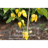 Habanero Lemon Pepper Seeds - 10 Seed *Pot Friendly* Tanam Pasu, Cili Lemon - Mango Garden Seeds