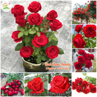 [Easy to grow in Malaysia ] Red Rose seed (200 piecesbag) garden flower seed rose plant seed flowering pot indoor outdoor true plant garden decoration bonsai tree live plant rare flower seed