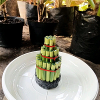 jenis bambu hoki murah REAL tinggi ukuran 15cm