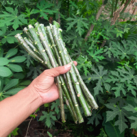 Bibit Stek Tanaman Pepaya Jepang