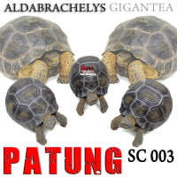 REPLIKA TORTOISE ALDABRACHELYS GIGANTEA MINIATUR KURA DARAT ALDABRA Pajangan