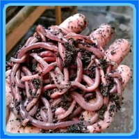 Cacing Merah Memikat Ikan Bikin Gacor