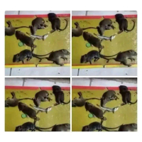 Promo isi 5pcs Lem Tikus / Lem Perangkap Tikus Papan Super Lengket / Mouse Glue
