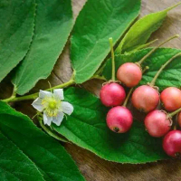 Daun Kersen Segar Kemasan 300gram Tanaman