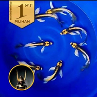 Paket Koloni ( Isi10) Baby Koi Kabuto Golden Slayer Ikan Hias Kolam Aquarium Aquascape -