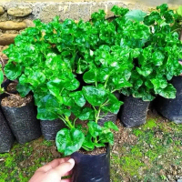 Bibit Bayam Brazil per 5 Batang Berkualitas