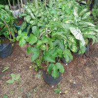 pohon buah markisa berbunga/berbuah