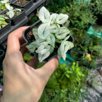 Cây môn thái trắng mini dễ chăm