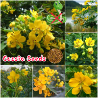[Easy to grow in Malaysia] Cassia Flower Plant Seeds Cassia Herbs Seeds for Planting (100pcs) Potted