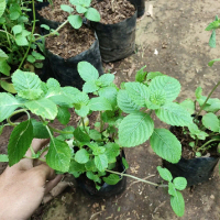 Bibit tanaman cincau hitam - cingcau hitam - Daun janggelan herbal pohon cincau
