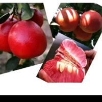 Biji benih tanaman buah jeruk red pamelo