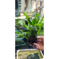TANAMAN AQUASCAPE KADAKA HIASAN AQUARIUM AQUASCAPE