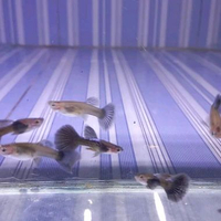 hiasan aquarium guppy purple dragon