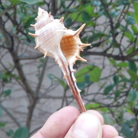 天然海螺貝殼女巫骨螺 長刺螺 水族魚缸造景 家居地臺櫥窗裝飾