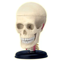 4d Skull Human Anatomy Model Skeleton Medical Teaching Aid puzzle Assembling Toy Laboratory Education classroom Equipment
