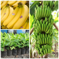 Bibit Pisang Cavendish  Bonggol Unggul /Anakan/Dongkelan Daun Pupuk