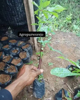 Bibit Tanaman Ketela Papua / Telo Papua / Singkong papua - Siap Tanam