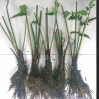 bibit pakis sayur (RA&TH)