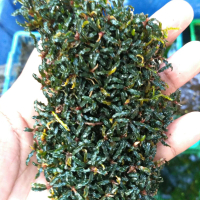 bucephalandra super mini Catherine clump