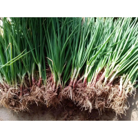 [COD] [tiktok]Very Fragrant. 25 Plants Get 5 Extra Plants for 100 Baht.