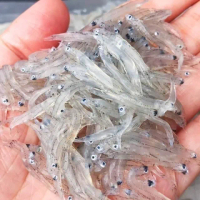 【一手鮮貨】南方澳無漂白生凍吻仔魚(6包組/單包200g±5%)