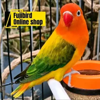 BURUNG LOVBIRD BIOLA EWING GOLD WARNA PILIHAN BAGUS