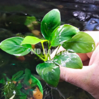 anubias Nana Size L