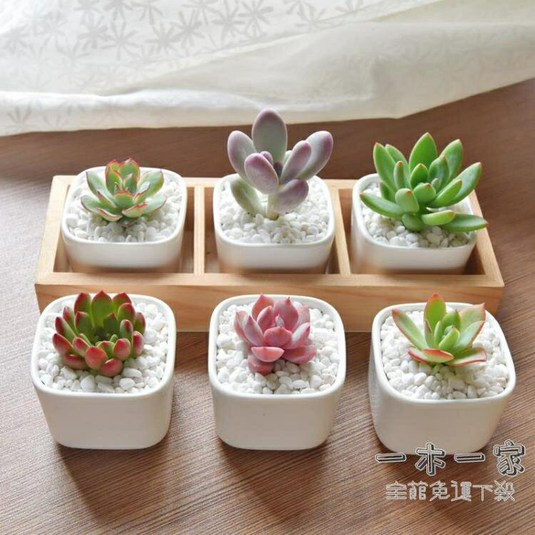多肉植物盆栽的價格推薦 22年8月 比價比個夠biggo
