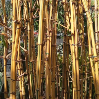 Tanaman Bambu kuning Asli/ORI - tinggi 1 meter (isi 2-3 batang sudah berakar) .
