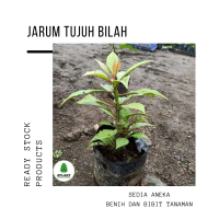 Bibit Jarum 7 bilah - Tanaman daun tujuh bilah Obat Herbal