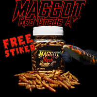 maggot Red a++ untuk Channa Maru, Red Pulchra (kemasan baru)