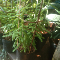pohon saga herbal