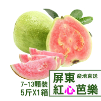 預購 產地直送 屏東紅心芭樂5台斤X1箱(7-13顆/箱)