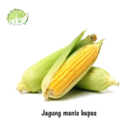 Jagung manis madu besar 500gr kualitas terbaik Kering tulungagung