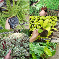 Paket 5 Tanaman Vertical Garden - Tanaman Outdoor Vertical Garden