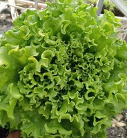 Repack Benih Lettuce Sonybel 100 Butir Benih Selada