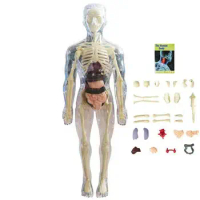 Anatomy Model For Kids 3D Anatomy Doll Body Organ Model Soft Human Body Ages 4 Science And Education Toys Removable Organ Bone