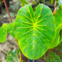 Colocasia Yellow Widow | Tanaman Hias Talas