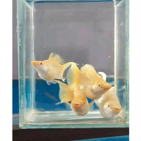 hiasan aquarium molly balon albino soft gold Cawang grade