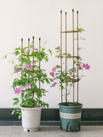 植物花卉爬藤架鐵線蓮月季花支架仿竹子圓柱花架室內固定花支撐桿