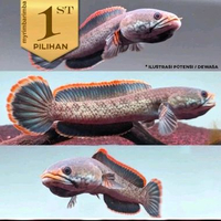 Channa Limbata Ikan Hias Predator Hiasan Aquarium Tanaman Air Tawar -