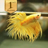 Cupang Crown Tail Full Yellow Ikan Hias Aquascape Hiasan Aquarium -
