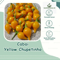 3 Biji - Benih Cabai Unik Yellow Chupetinho