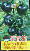 [黑番茄盆栽 花青素含量超高 黑色番茄苗 ] 室外植物 5吋盆栽 ~ 季節限定. 不是隨時都有.  先確認有沒有貨